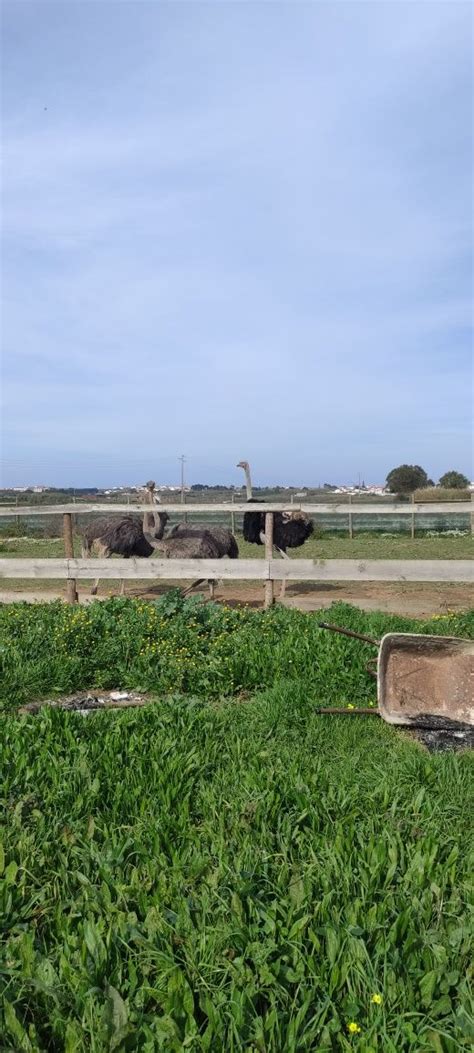 Vende Se Aves De Quinta Atouguia Da Baleia Olx Portugal