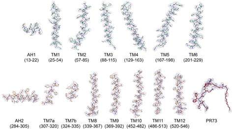 Figure Supplement Cryo Em Densities Of Transmembrane Tm Helices