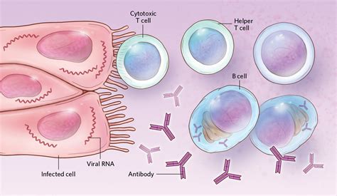 Sex Differences In Immune Responses To Viral Infection The Scientist Magazine®