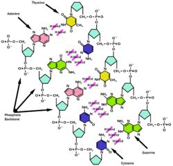 Deoxyribonucleic Acid CreationWiki The Encyclopedia Of Creation Science