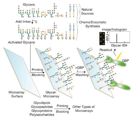 Brief Introduction Of Glycan Microarrays Creative Proteomics Blog