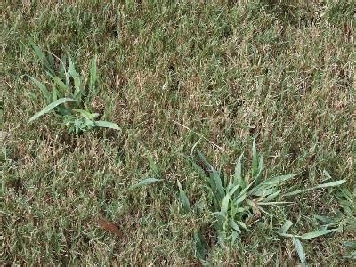 Crabgrass – Identification and Control | Walter Reeves: The Georgia ...