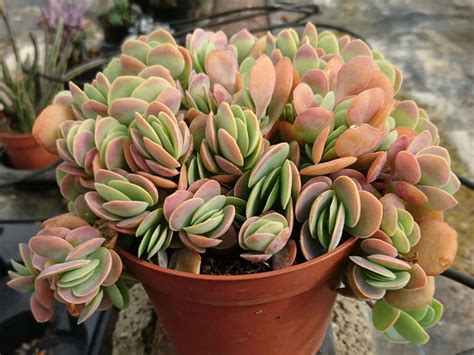 Kalanchoe Rotundifolia Common Kalanchoe World Of Succulents