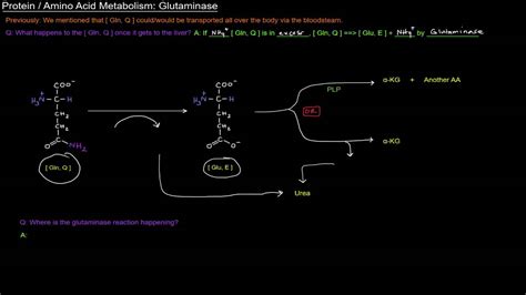 Protein Amino Acid Metabolism Part 6 Of 8 Glutaminase Youtube