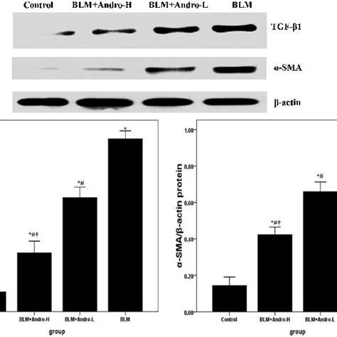 Andrographolide Down Regulates Tnf α In Balf Twenty One Days After Lps