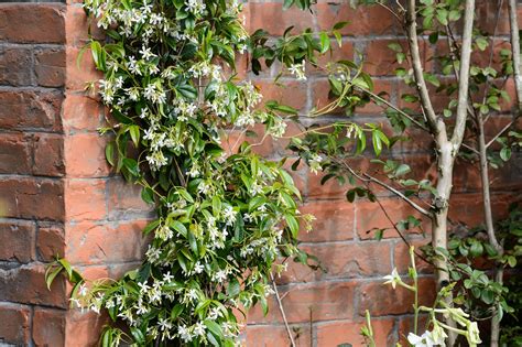 Star Jasmine Wall