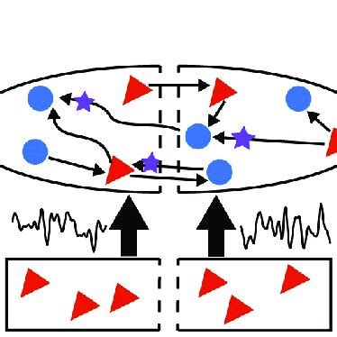 Network Schematics We Consider Networks Of Excitatory Red Triangles