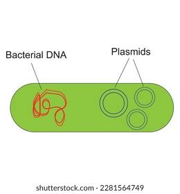 Illustration Bacterium Showing Chromosomal Dna Plasmids Stock Vector ...