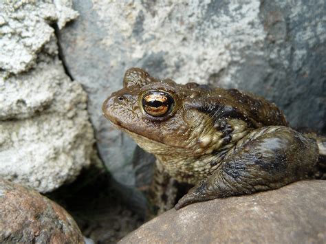 Crapaud Commun Bufo Photo Gratuite Sur Pixabay Pixabay