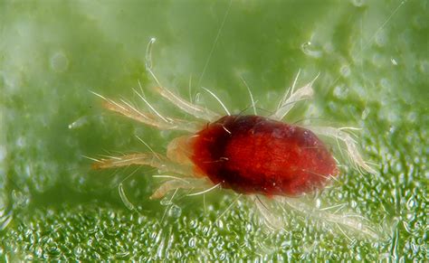 Insecte Carapace Rouge Dans Maison Ventana Blog