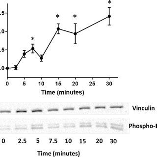 Erk Phosphorylation Profile In The Huvec Line Pn That Expresses