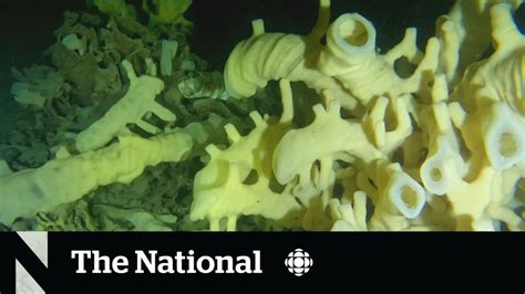 Unique Glass Reefs Off Bc Coast Under Threat Youtube