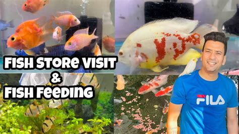 Nanditha Aquarium Store Visit Fish Feeding Fish Store Visit Fish