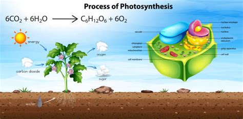 10+ Vacuole Diagram Cartoons Stock Photos, Pictures & Royalty-Free ...