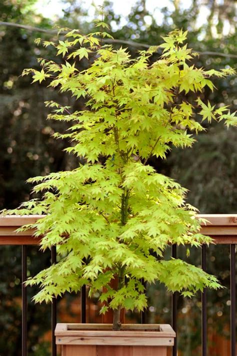 Buy Anne Iren Gold Japanese Maple FREE SHIPPING Wilson Bros Gardens