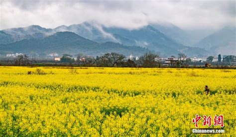 航拍江西新余雨后“金色”田园 呈现别样乡村美景中国国情中国网