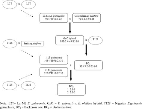 Breeding Scheme Of The Two Interspecific Backcross Two Bc2 Mapping Download Scientific