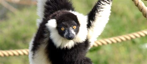 Black And White Ruffed Lemur Habitat