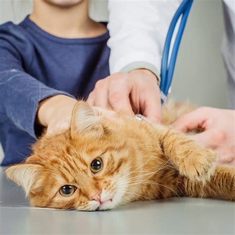 Pancreatite Nel Gatto Un Problema Sottovalutato Animigo