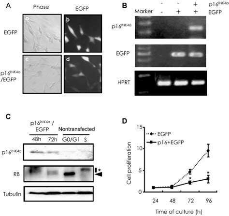 Effects Of P16 INK4a On NIH3T3 Cells NIN3T3 Cells Were Transfected