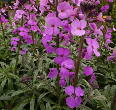 Lg Erysimum Bowles Mauve Scented Perennial Wallflower Shrub Litre