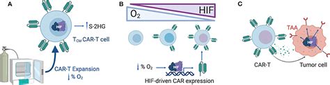 Frontiers Car T Cells Hit The Tumor Microenvironment Strategies To