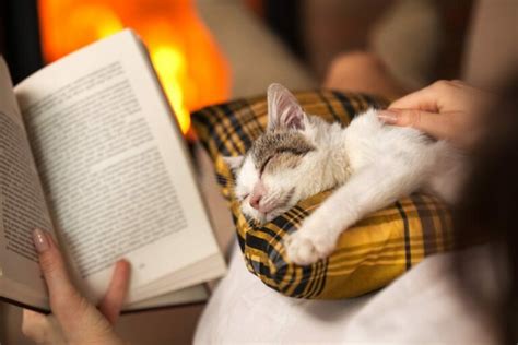 10 Best Books For Cat Lovers In 2025 - Reviews & Top Picks - Catster