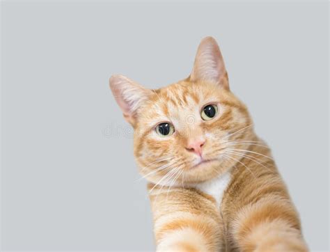 Um Gato Do Mato Laranja Olhos Amarelos Imagem De Stock Imagem De