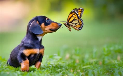 A dog with a butterfly on his nose | Premium AI-generated image