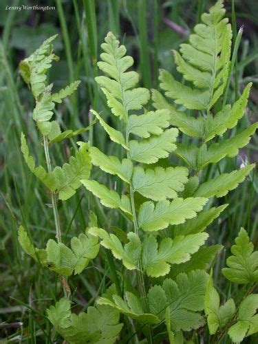 Crested Wood Fern Dryopteris Cristata Inaturalist Canada