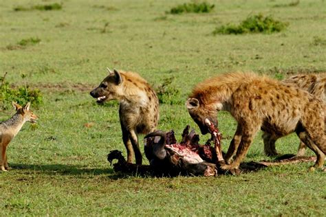 Hyena Eating Lion