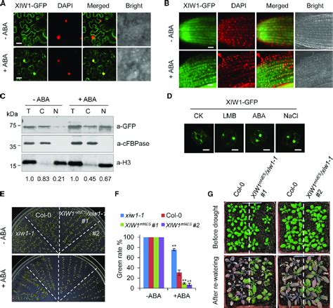 Effects Of Aba On The Nucleocytoplasmic Partitioning Of Xiw