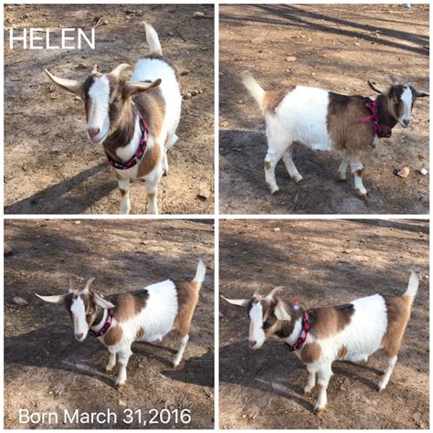 Helen The Goat Winterpast Farm