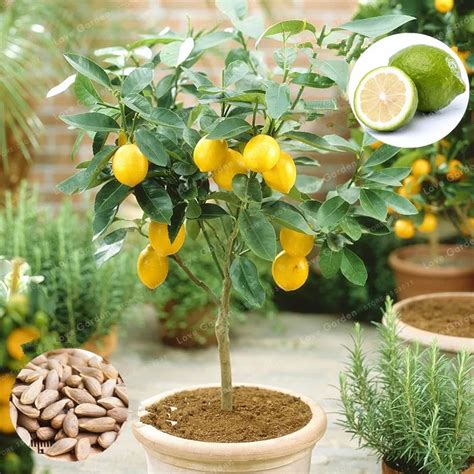 Bonsai Lemon Tree Bonsai Healthy Organic Edible Fruit Citrus Lemon ...