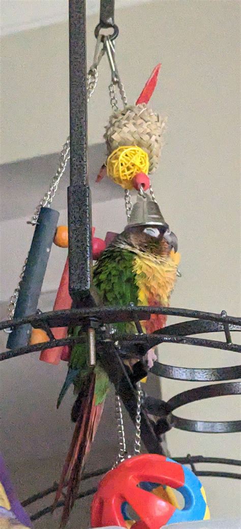 Birds with hats.