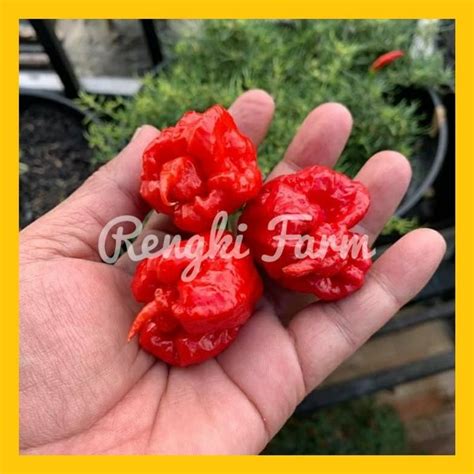 Jual Buah Cabai Carolina Reaper Red Cabe Terpedas No Di Dunia Di