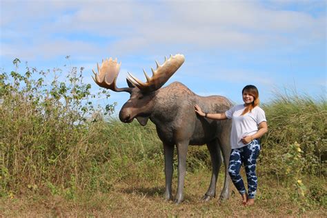 Life Size Moose Statue With Large Antler Rack Shop Display Garden