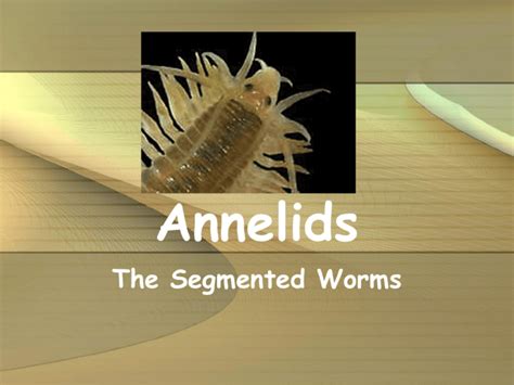 Annelids - Biology Junction