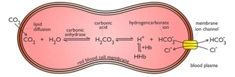 Transporting Carbon Dioxide Flashcards Quizlet