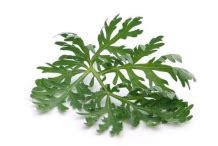 Wormwood facts and health benefits