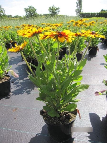 Sonnenhut Sunbeckia Alicia Rudbeckia Sunbeckia Alicia