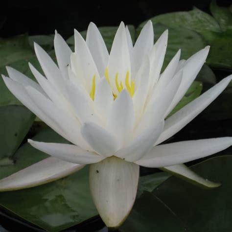 NYMPHAEA Venus En Rhizome Gamm Vert