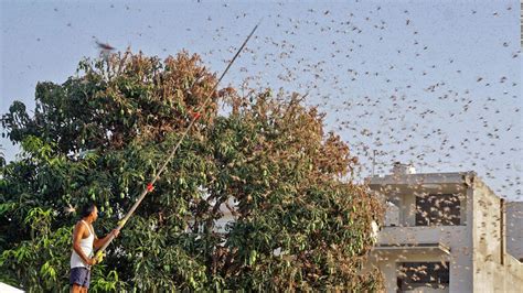 India Is Using Drones And Fire Trucks To Fight Its Worst Locust