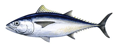 Southern Bluefin Tuna | Fishing Tasmania