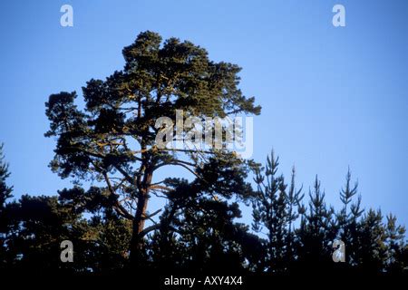 Monterey Pine Tree forest Cambria California Stock Photo - Alamy