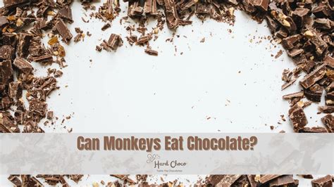 Can Monkeys Eat Chocolate Hard Choco