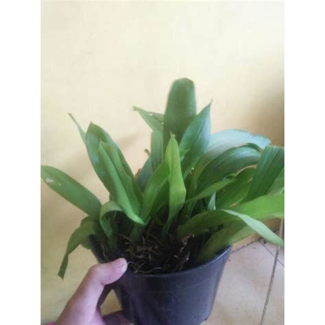 Jual anggrek hutan | Shopee Indonesia