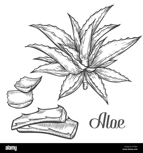 Aloe Vera Coloring Pages