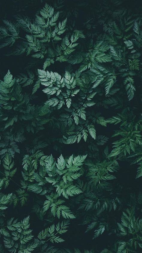 Dark Green Nature Wallpaper Hd