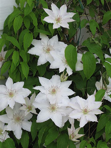 Patens Group Clematis Clematis Patens In Raleigh Chapel Hill Durham